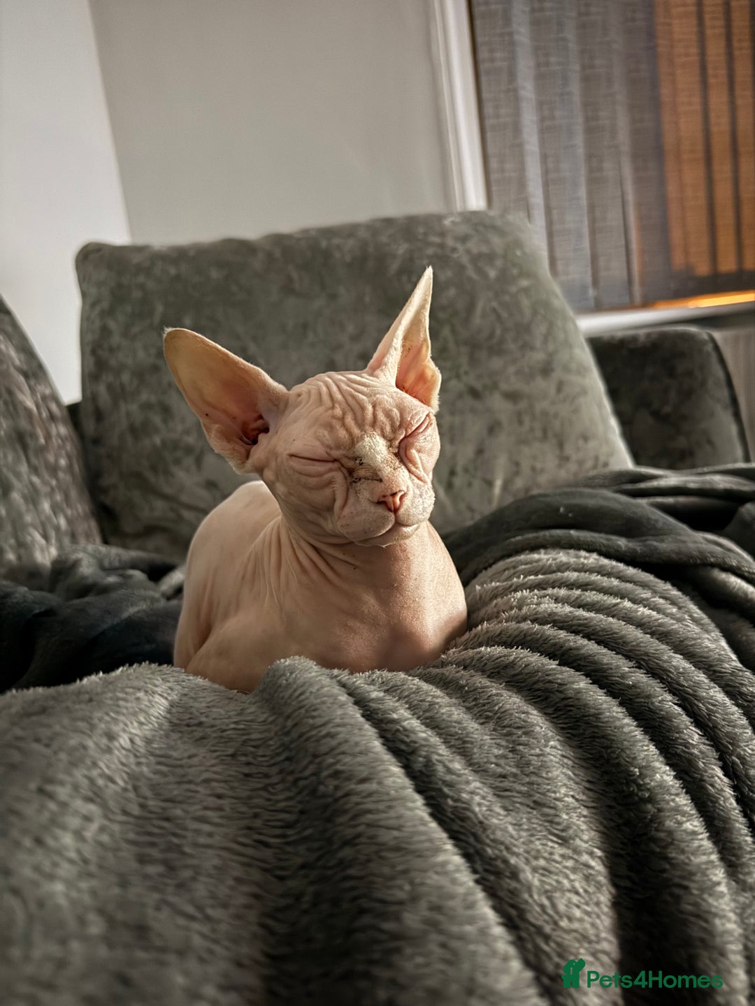Sphynx cats for sale: Female Sphynx blue eyes  - Advert 4