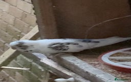 Mixed Breed birds for sale: Cute Birds - Image 6