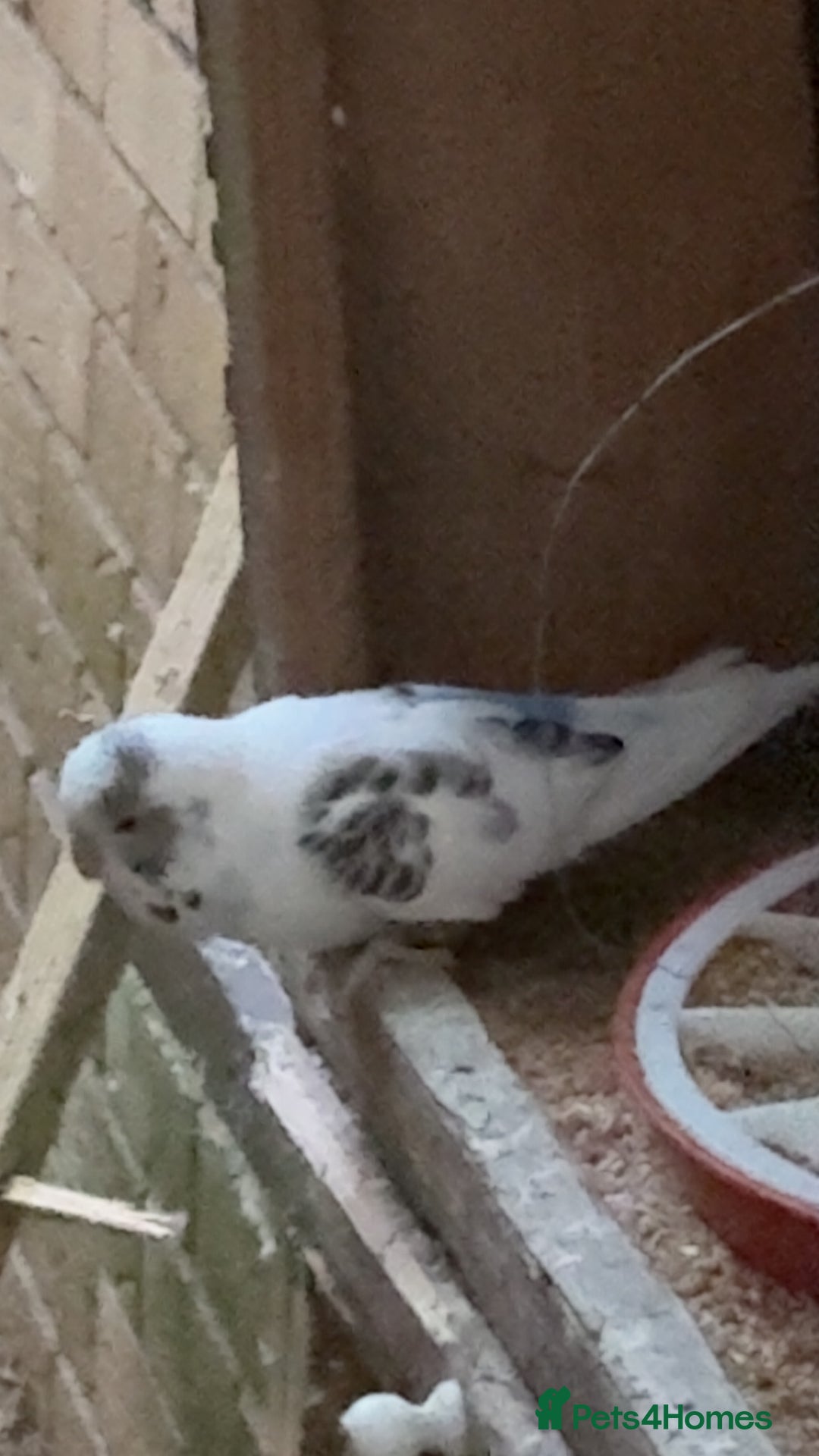 Mixed Breed birds for sale: Cute Birds - Image 6