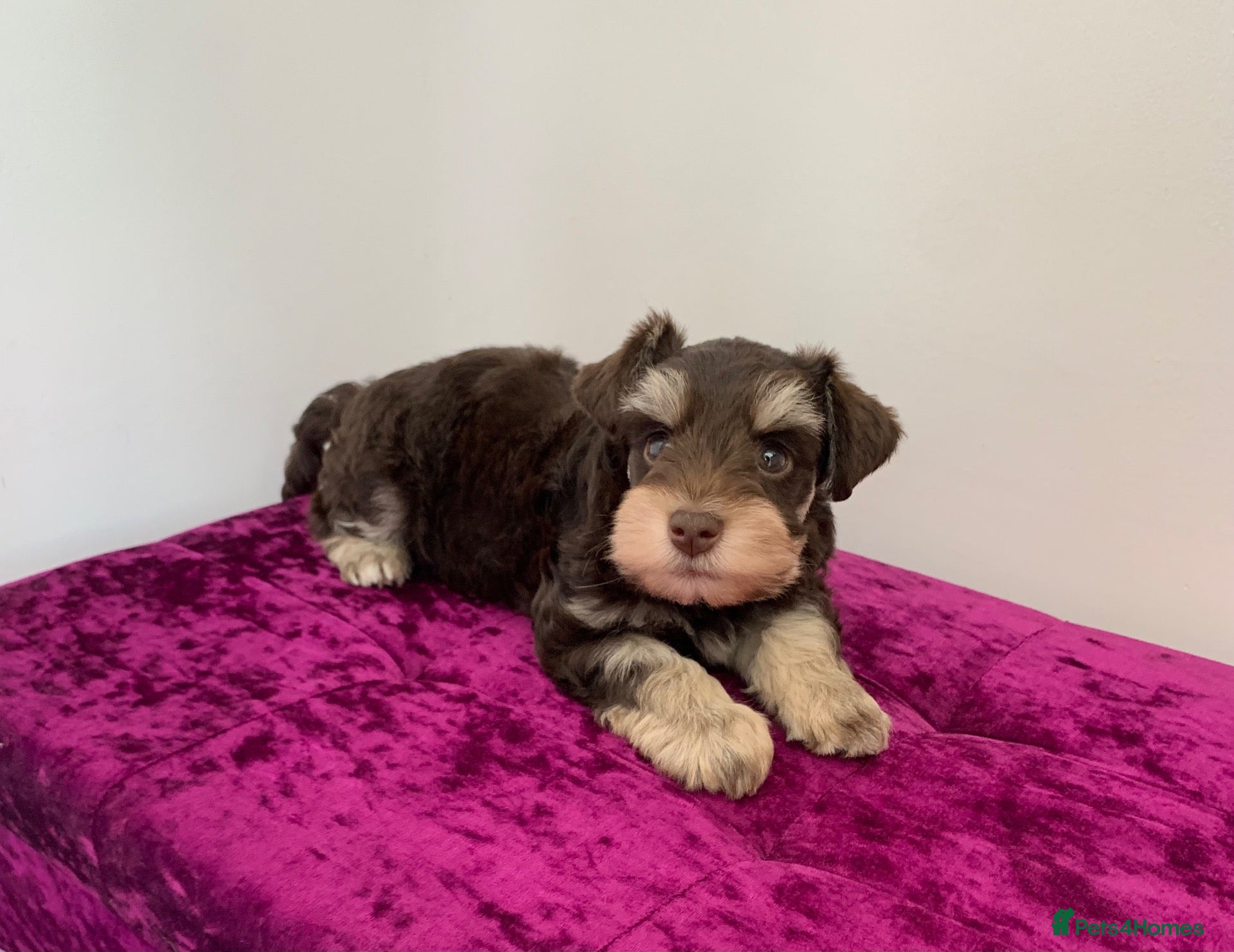 Miniature Schnauzer dogs 5* LICENSED READY RKC TINY MINI SCHNAUZER GIRL  - Advert 16