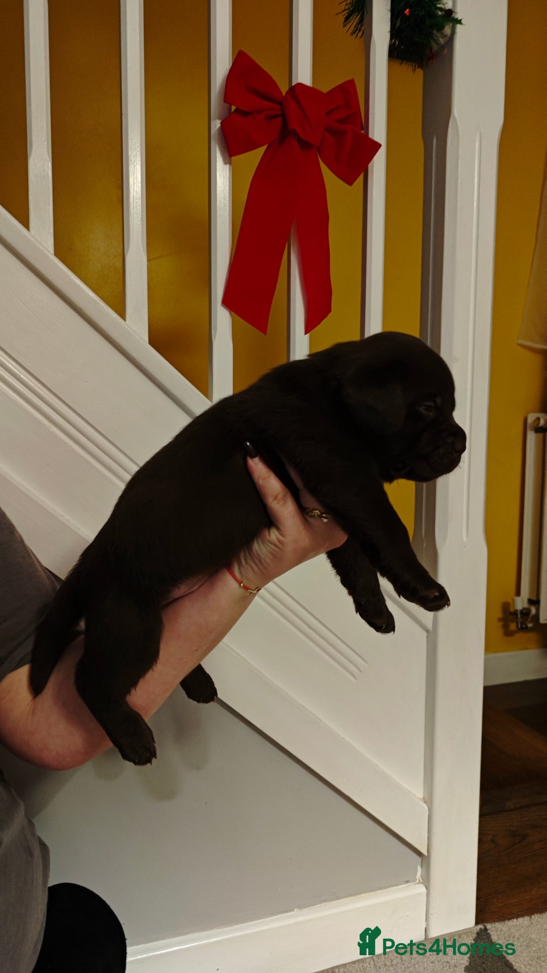 Labrador Retriever dogs for sale: Chocolate Labrador Retriever Puppies-Family Raised - Advert 7