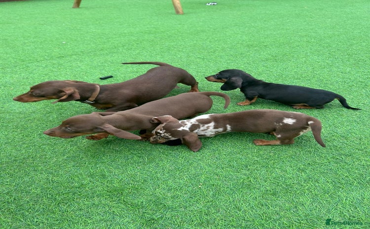 Miniature Dachshund dogs - Advert 4