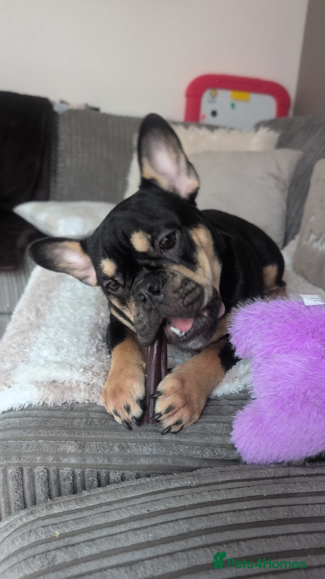 French Bulldog dogs for sale: 🖤🤎1yr Female French Bulldog – Stormi - Advert 7