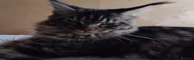 Maine Coon 1