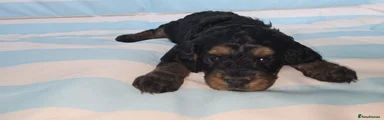 Orange Collar - Black and Tan