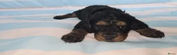 Cavapoo dogs for sale: Ready Now - 3 Girl F1 Toy Cavapoos Health Checked - Advert 27