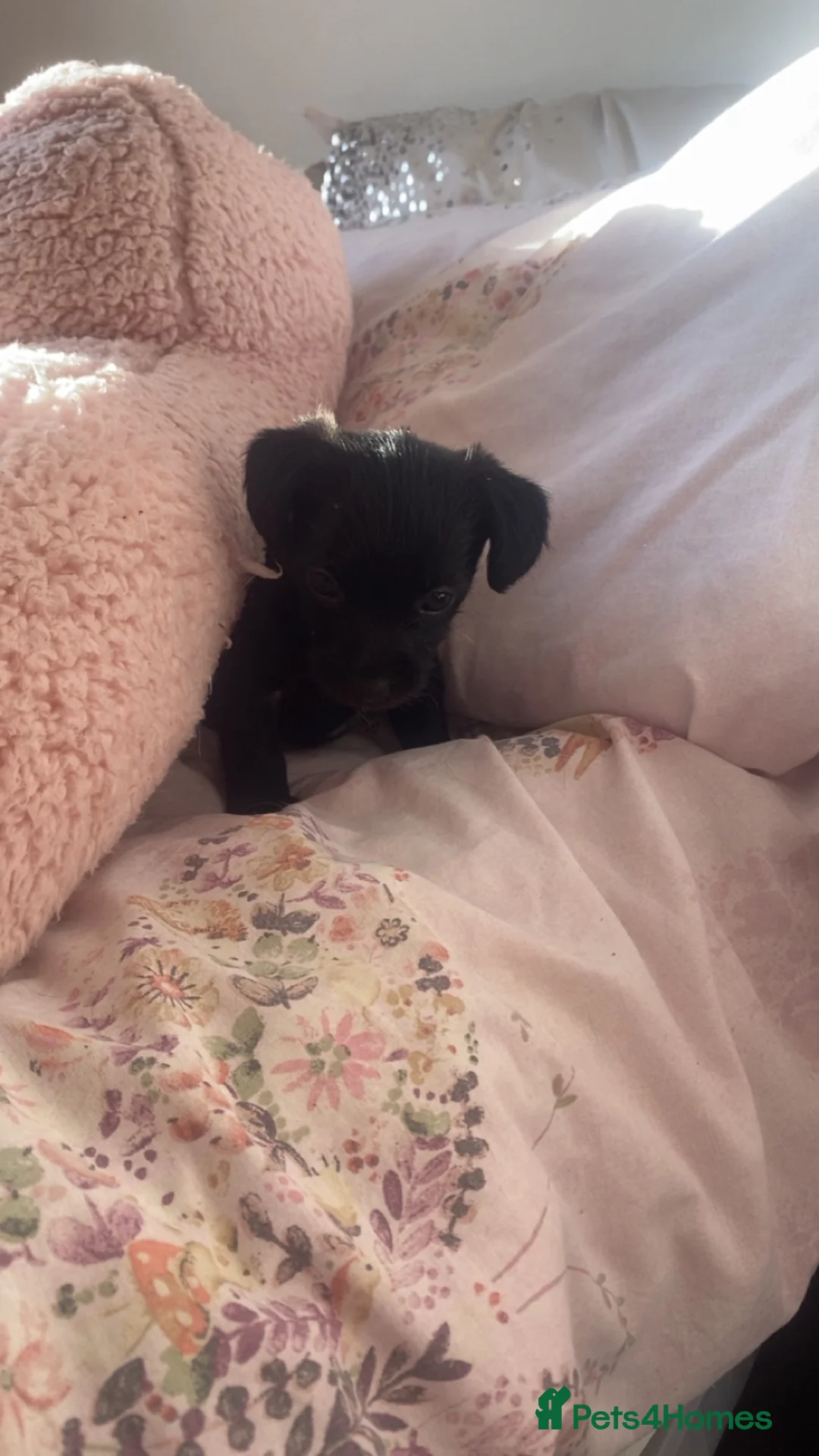 Mixed Breed dogs for sale: Chihuahua cross puppy for sale - Advert 2