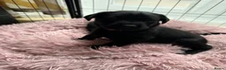 Labrador Retriever dogs for sale: LABRADOR RETRIEVER–HEALTH TESTED, FULLY VACCINATED - Advert 25