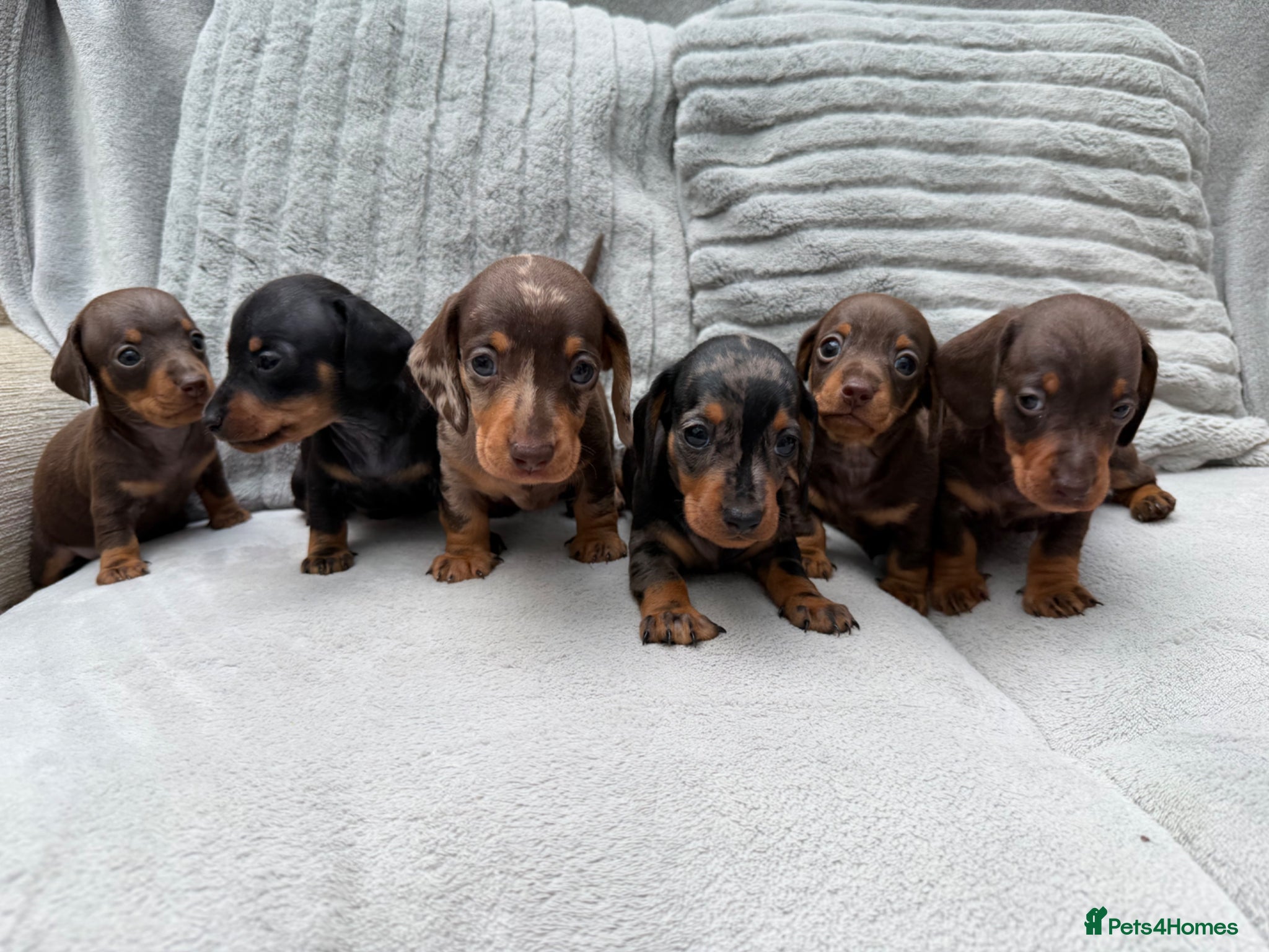 Miniature Dachshund dogs Gorgeous KC registered Miniature Dachshunds   - Advert 3