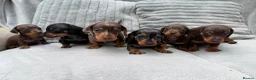 Miniature Dachshund dogs for sale: Gorgeous KC registered Miniature Dachshunds   - Advert 1