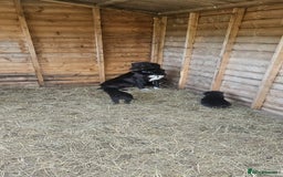 Mixed Breed dogs for sale: Girl TRI- due to unforseen circumstances - Image 6