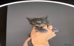 Maine Coon cats for sale: XL Russian maine coon kittens  in Market Rasen - Image 3