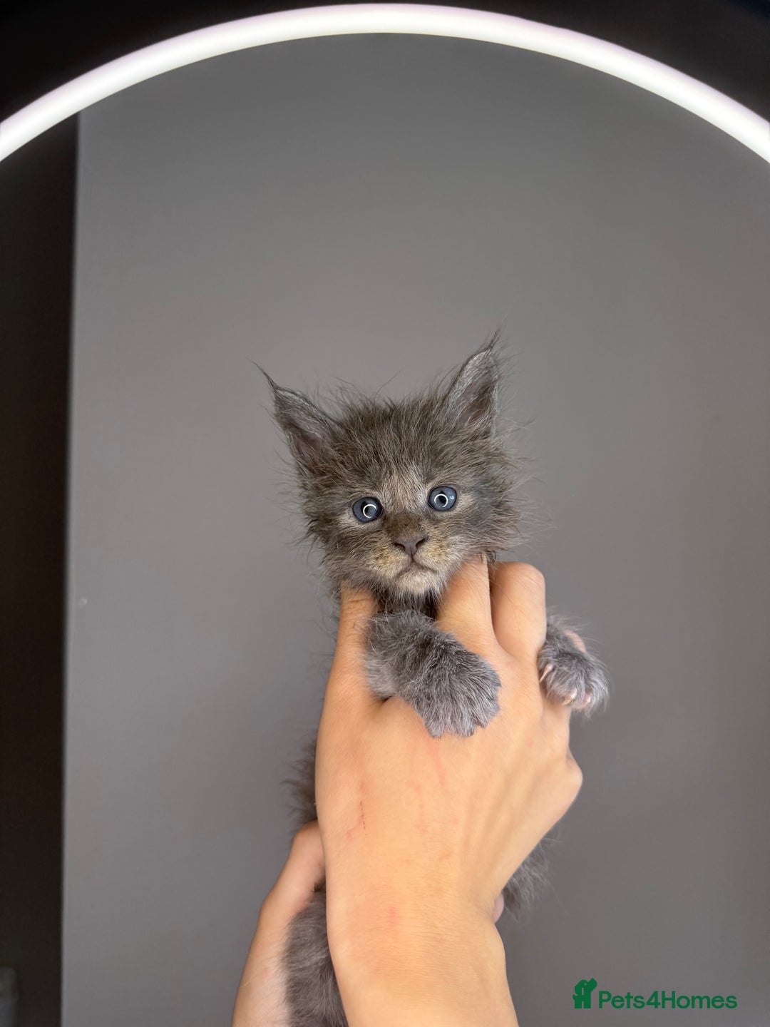 Maine Coon cats for sale: XL Russian maine coon kittens  in Market Rasen - Image 3