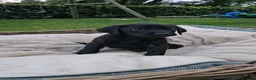 Labrador Retriever dogs for sale: Beautiful Labrador Puppies Available now - Advert 2