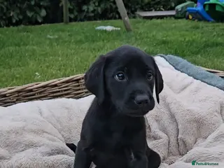 Labrador Retriever dogs Beautiful Labrador Puppies Available now - Advert 4