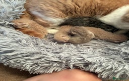 British Shorthair cats for sale: 5 TICA BRITISH SHORTHAIRED KITTENS - Image 5