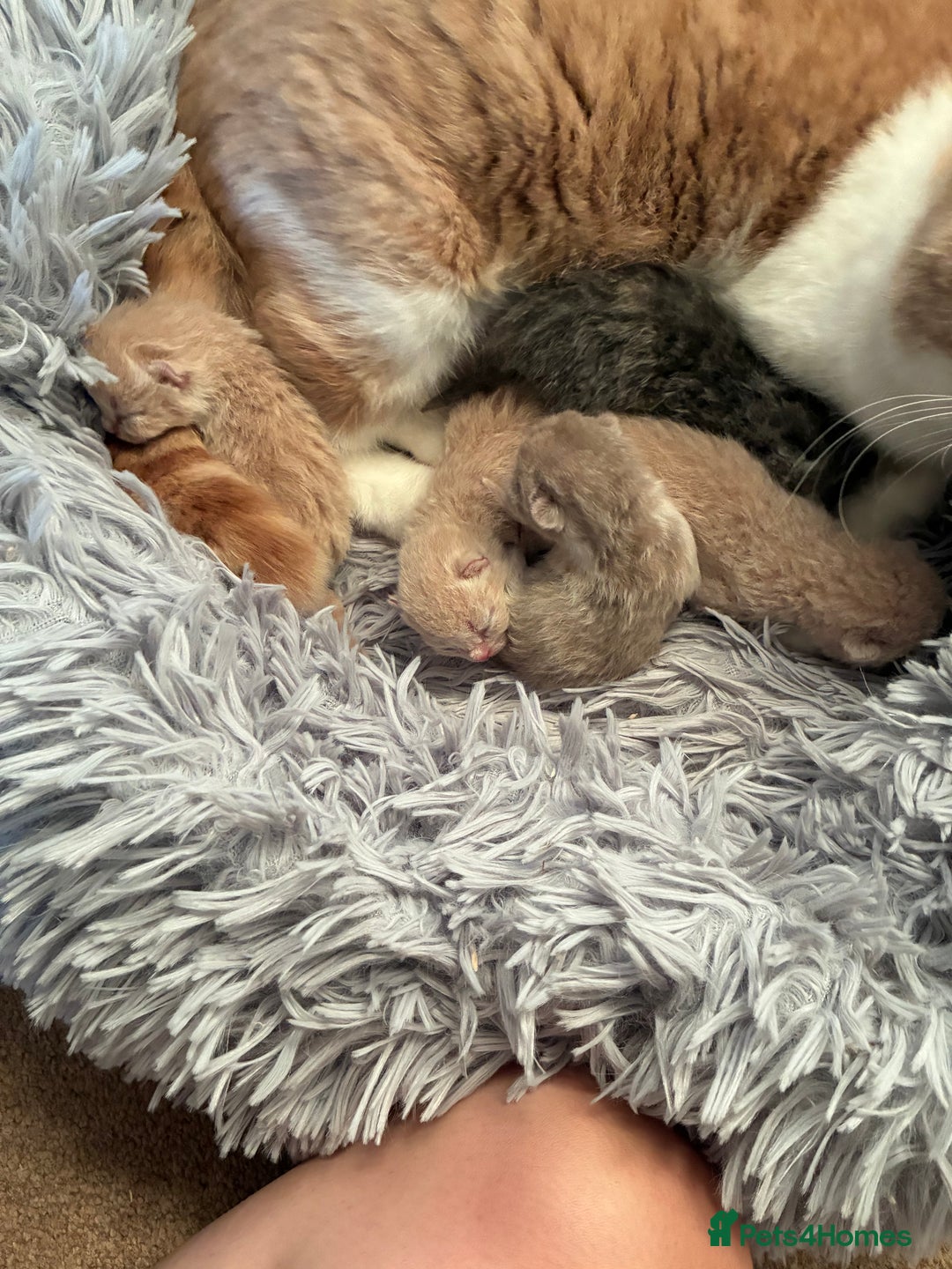 British Shorthair cats for sale: 5 TICA BRITISH SHORTHAIRED KITTENS - Image 5