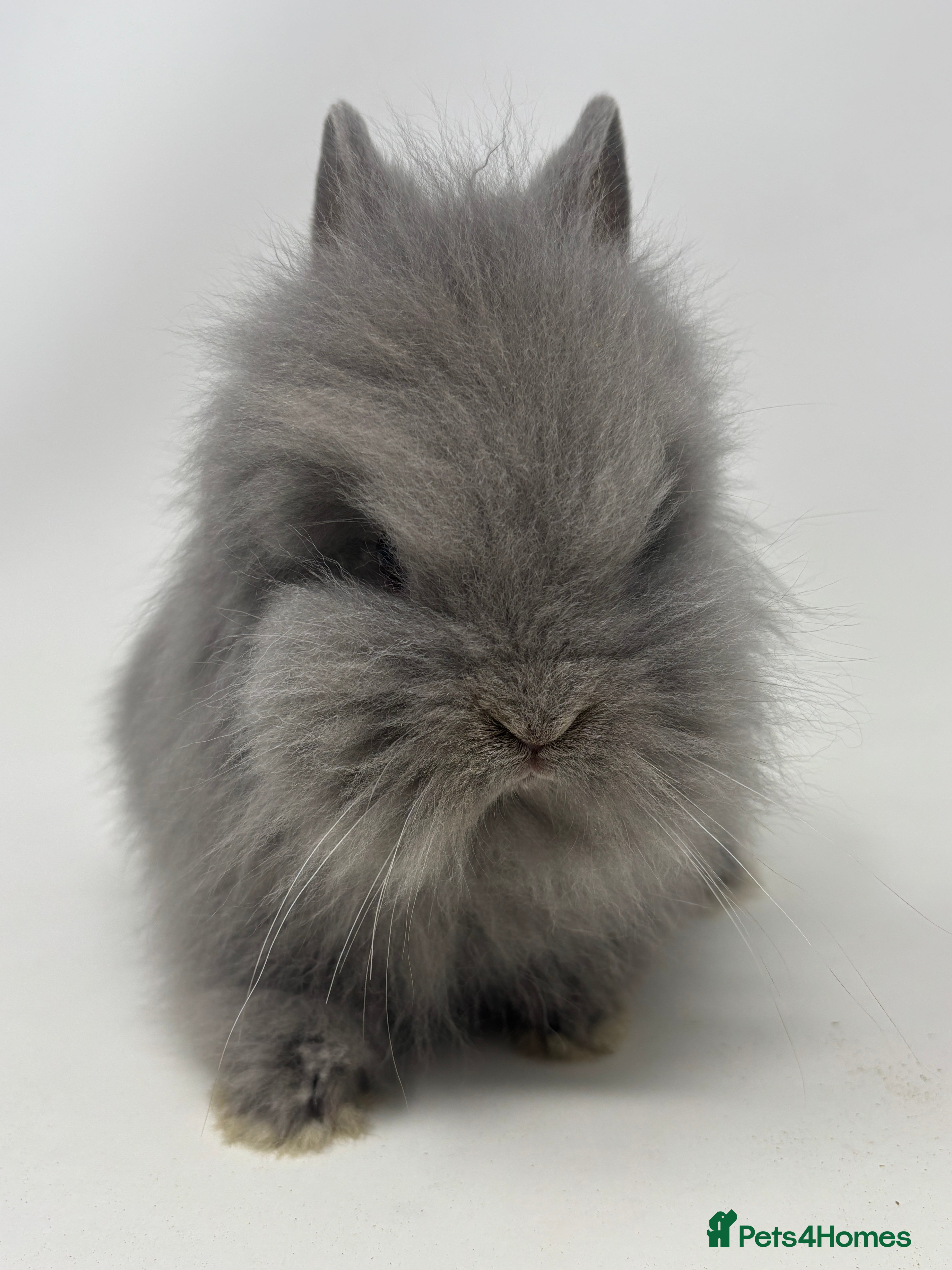 Lionhead rabbits BEAUTIFUL BABY LIONHEAD BUNNIES  - Advert 4