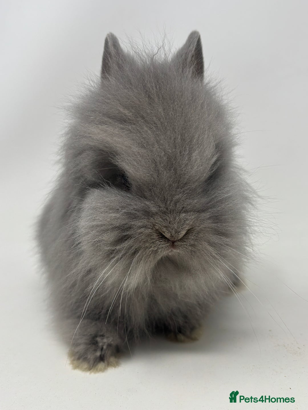 Lionhead rabbits for sale: BEAUTIFUL BABY LIONHEAD BUNNIES  - Advert 1