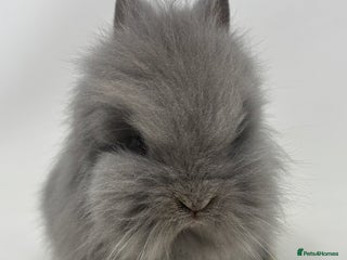 Lionhead rabbits BEAUTIFUL BABY LIONHEAD BUNNIES - Advert 4