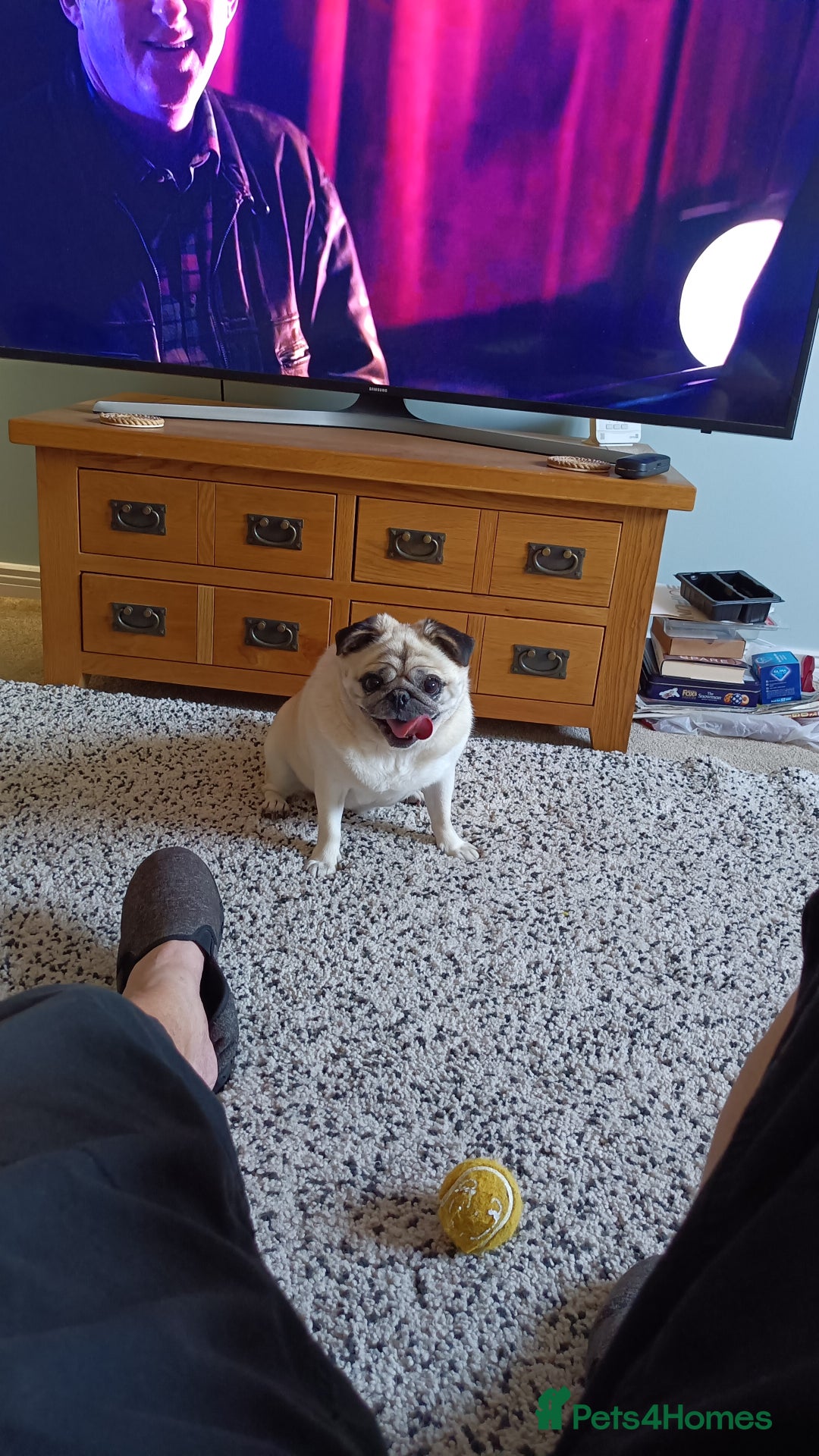 Pug dogs for sale: Porscha requires new home as moving abroad  - Image 2