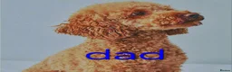 Mixed Breed dogs for sale: 🩷 3/4 poodle puppies 🩵 - Advert 1
