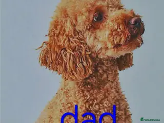 Mixed Breed dogs 🩷 3/4 poodle puppies 🩵 - Advert 5