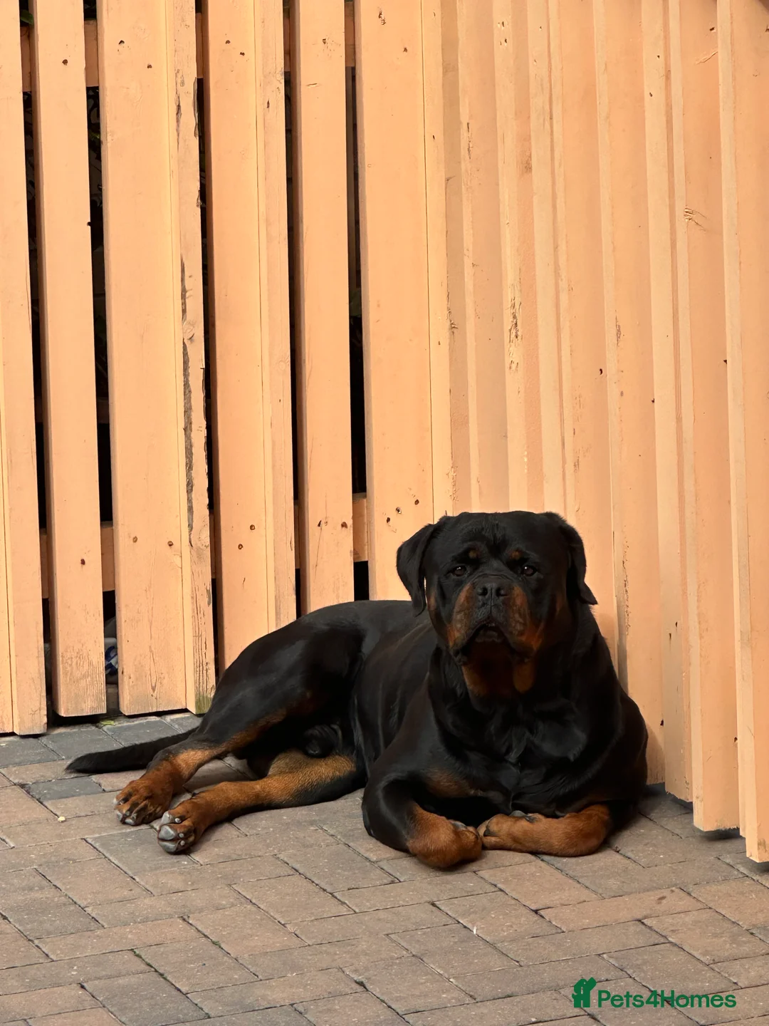 Rottweiler dogs for stud: Mountain Rottweiler - Advert 5