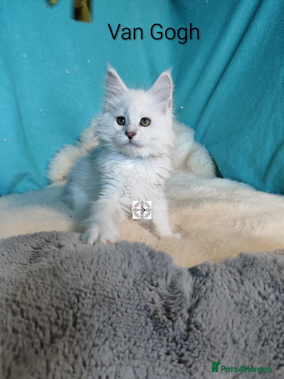 Maine Coon cats for sale: Unique maine coon kittens ❤️ - Advert 11