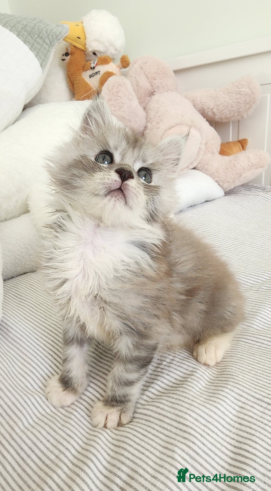 Maine Coon cats 💫💫Beautiful Maine Coon Kittens💫💫 - Advert 1