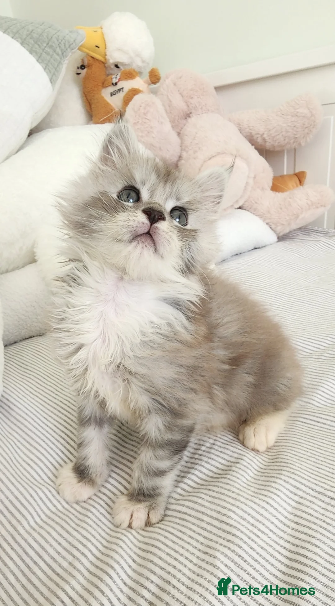 Maine Coon cats for sale: 💫💫Beautiful Maine Coon Kittens💫💫 - Advert 2