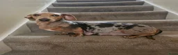 Dachshund dogs for sale: 3 male dachshund for sale  - Advert 2