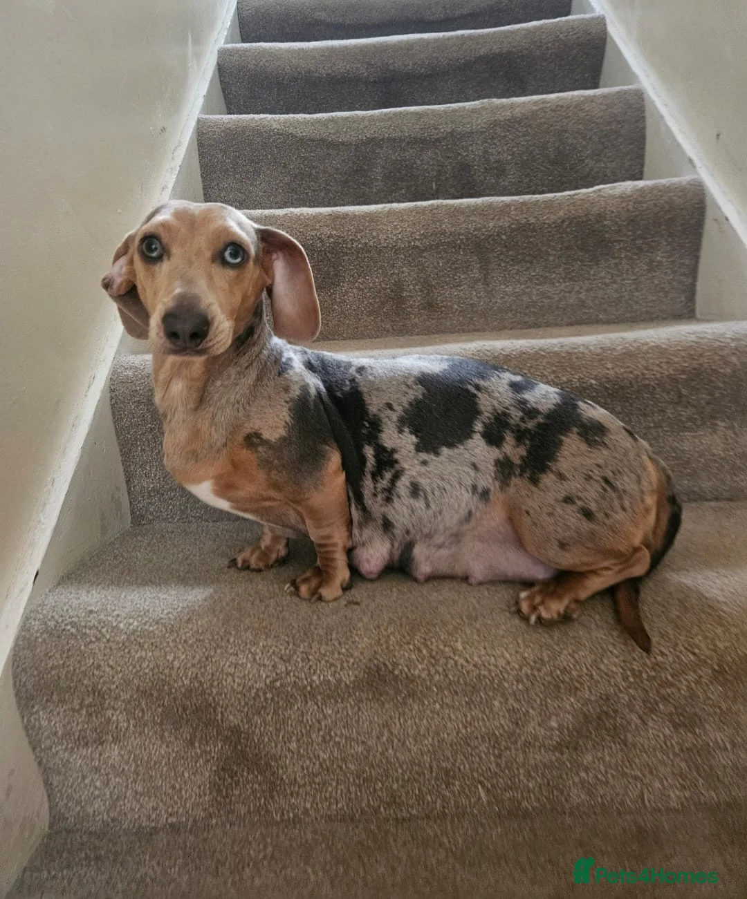 Dachshund dogs for sale: 3 male dachshund for sale  - Advert 2