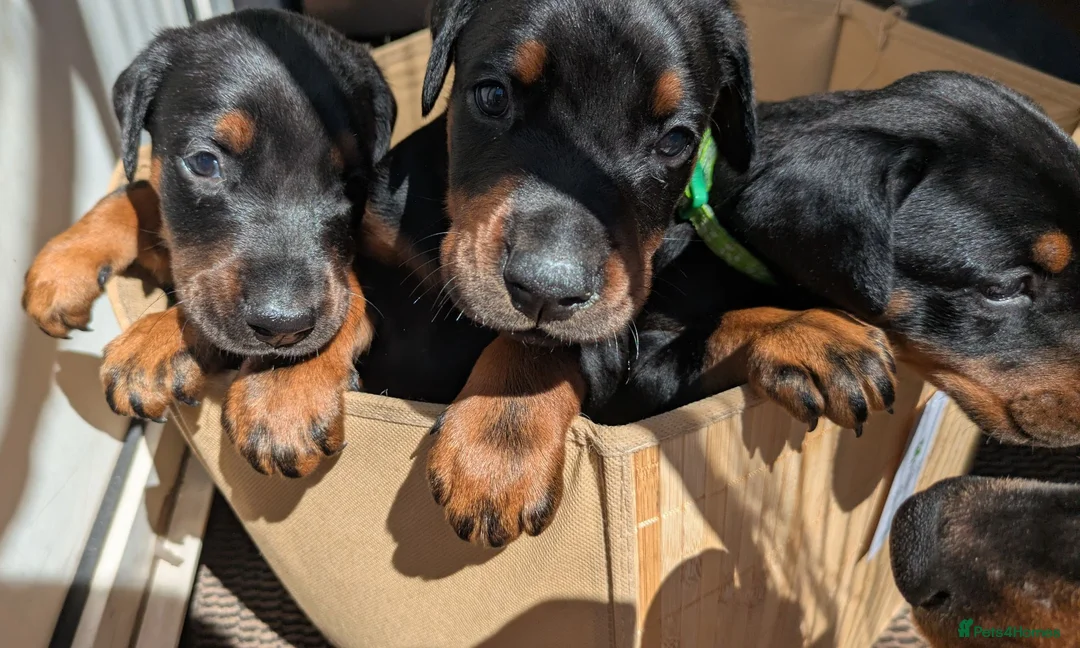 Dobermann dogs for sale: KC registered litter of 5 Dobermann puppies - Advert 1