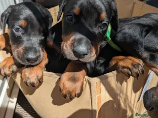 Dobermann dogs KC registered litter of 5 Dobermann puppies - Advert 1