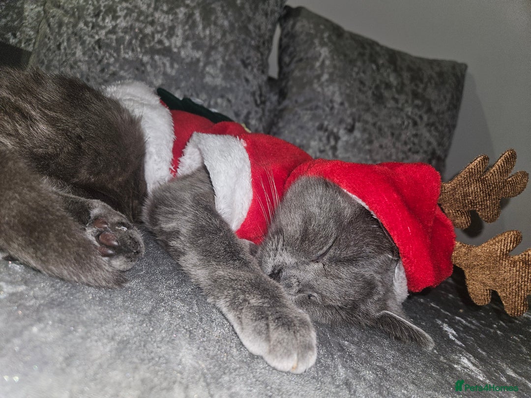 Mixed Breed cats for sale: 2 cats - Advert 10