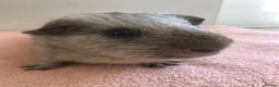 Guinea Pig rodents for sale: Retired Teddy Sow - Black Sow & Tweed Boar - Advert 2