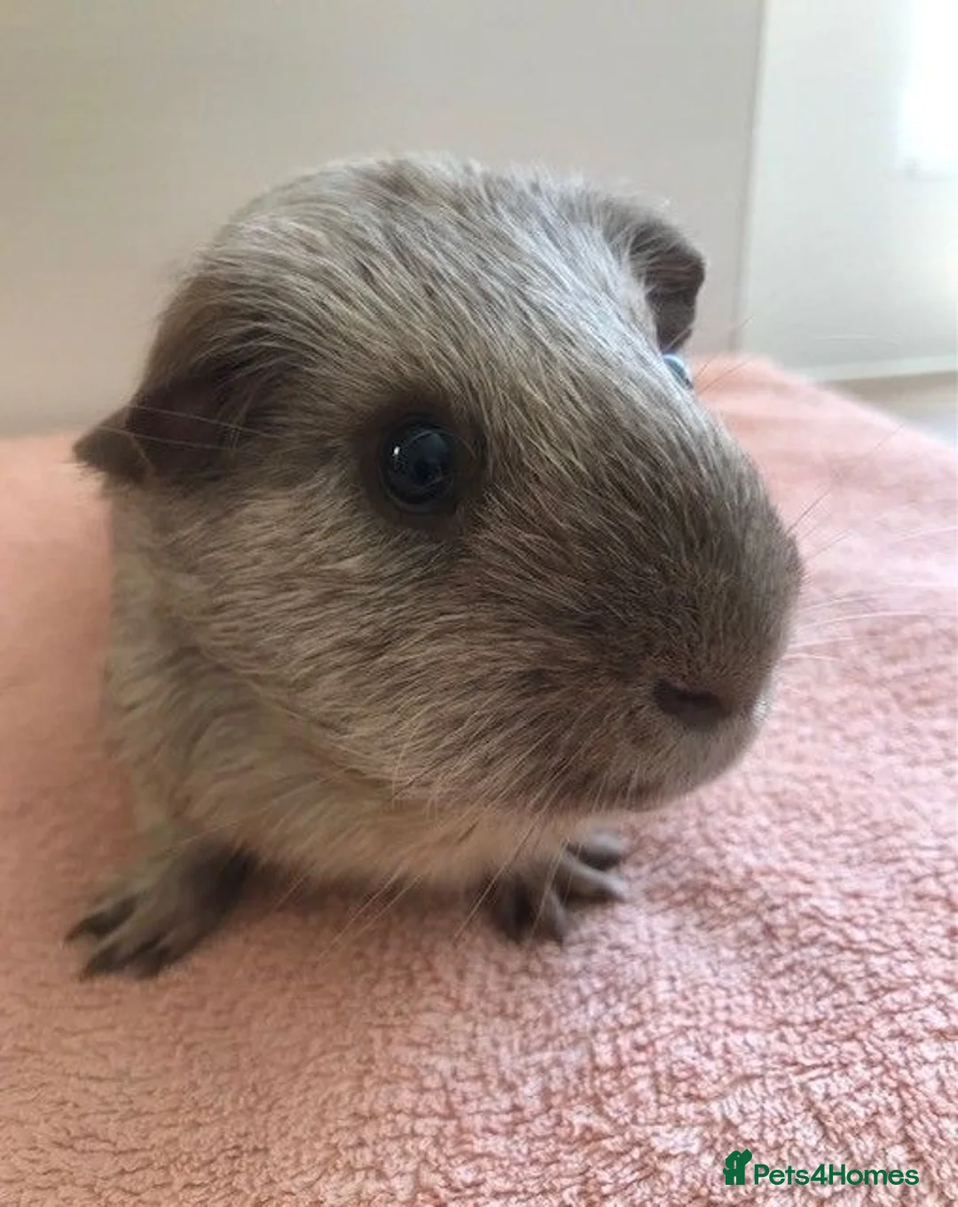 Guinea Pig rodents for sale: Retired Teddy Sow - Black Sow & Tweed Boar - Advert 2