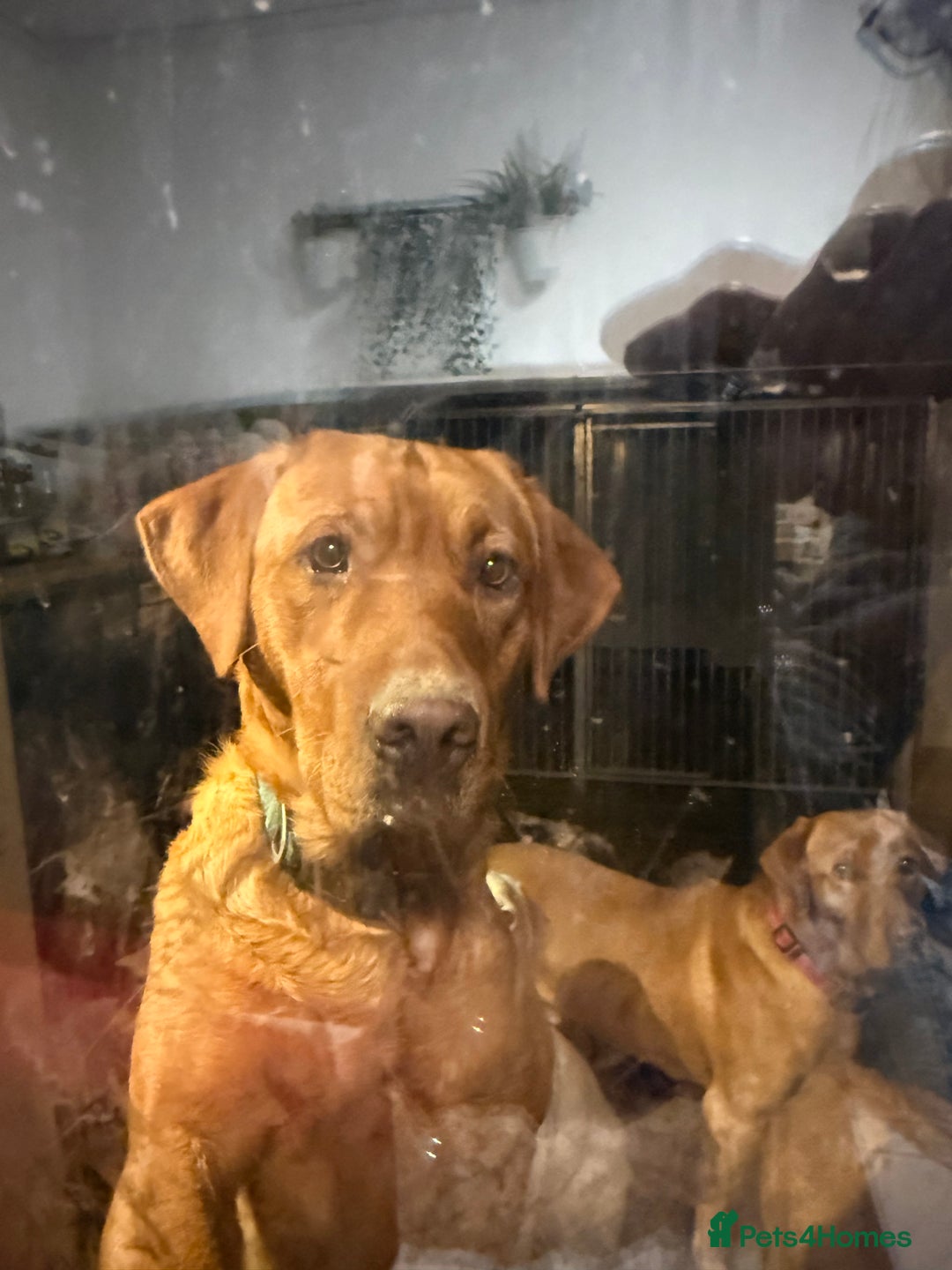 Labrador Retriever dogs for sale: LABRADOR PUPPIES FULL PEDIGREE K. C REG. - Advert 8