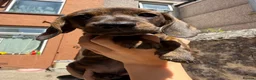 Miniature Dachshund dogs for sale: READ NOW litter of miniature dachshunds  - Advert 20