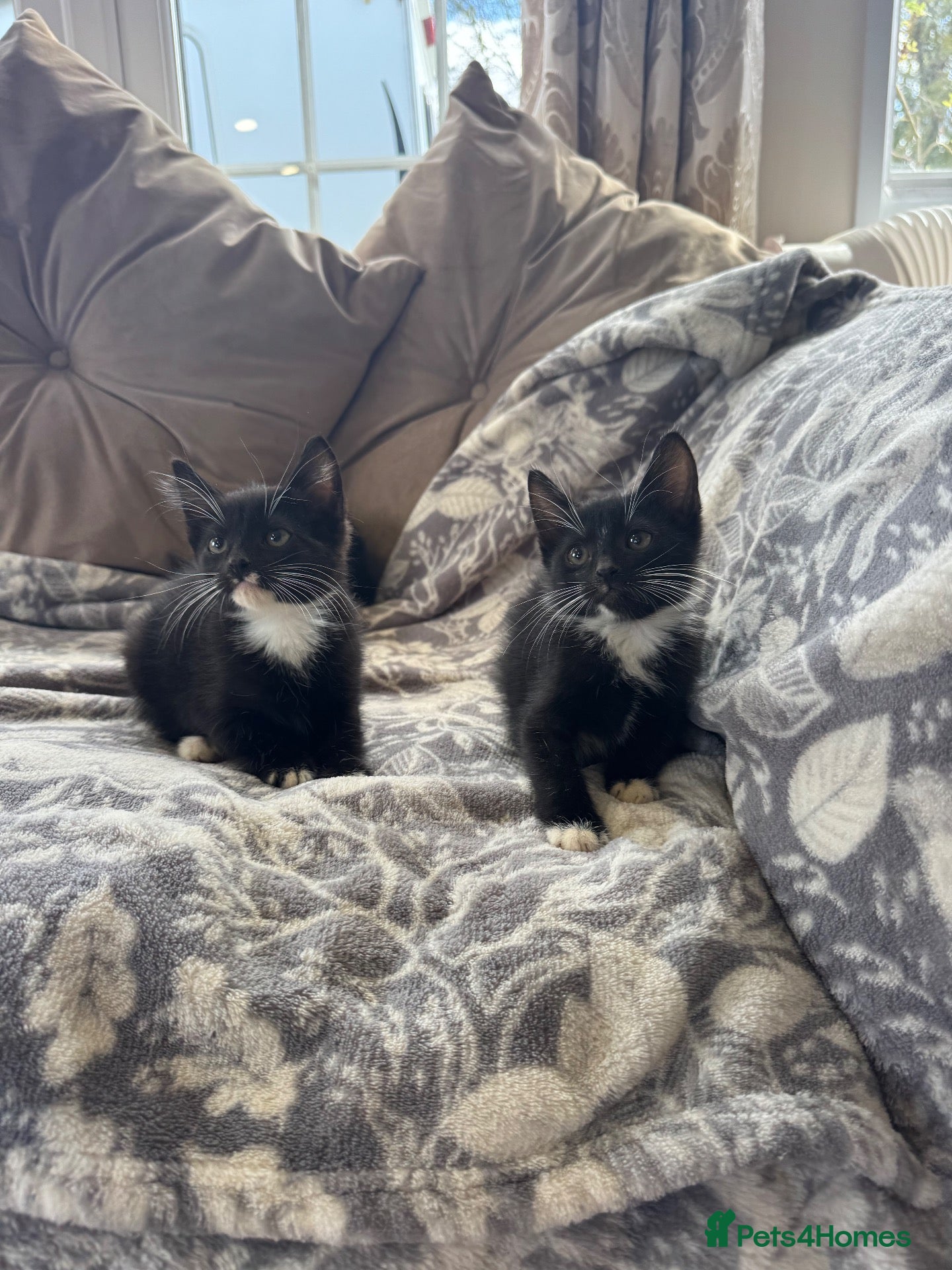 Mixed Breed cats Stunning black and white kittens  - Advert 1