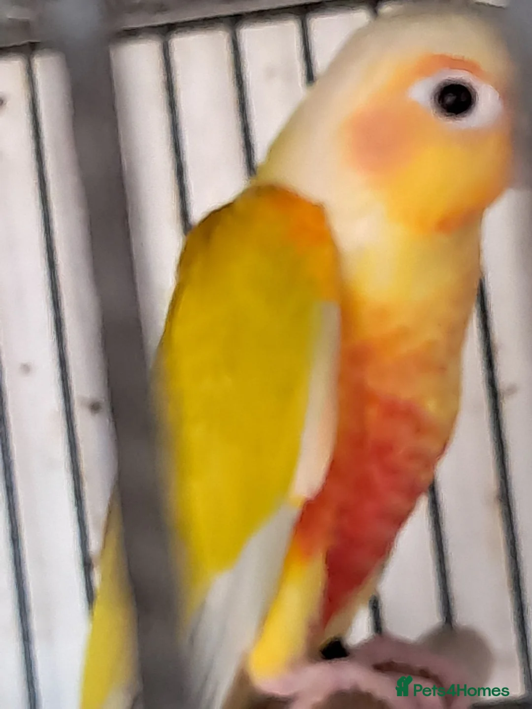 Conures birds for sale: SUNCHEEK CONURE - Advert 2