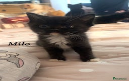 British Shorthair cats for sale: 3 kittens for sale - Image 5