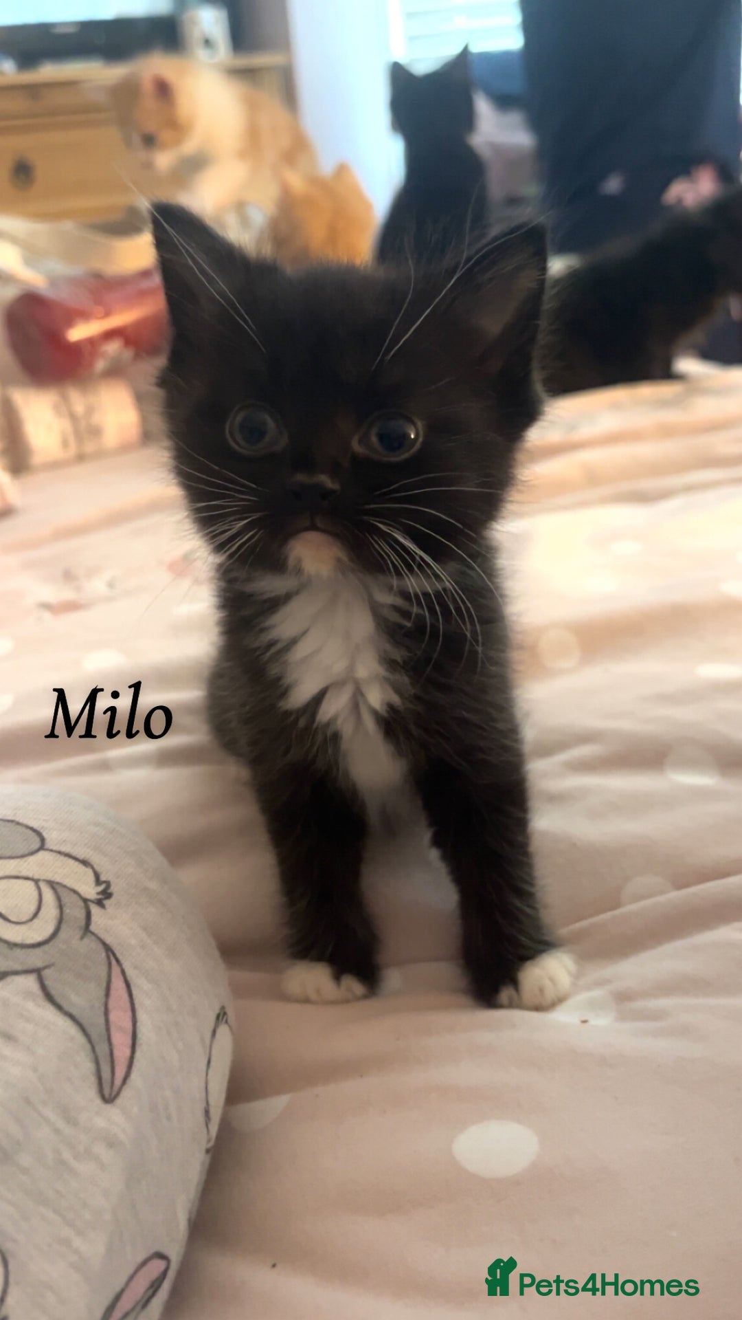 British Shorthair cats for sale: 3 kittens for sale - Image 5