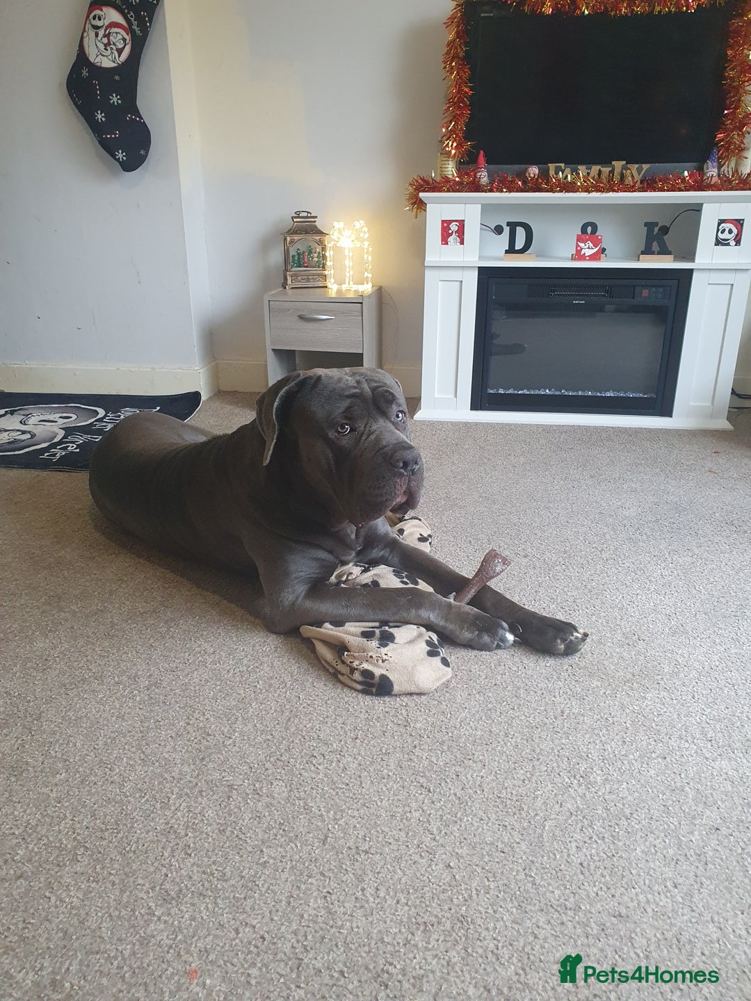 Cane Corso dogs for sale: Male cano corsa - Advert 2