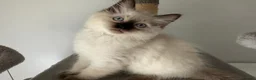 Ragdoll cats for sale: Ethically-raised GCCF seal colourpoint ragdoll   - Advert 8