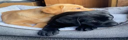 Labrador Retriever dogs for sale: KC Registered Labradors - Advert 8