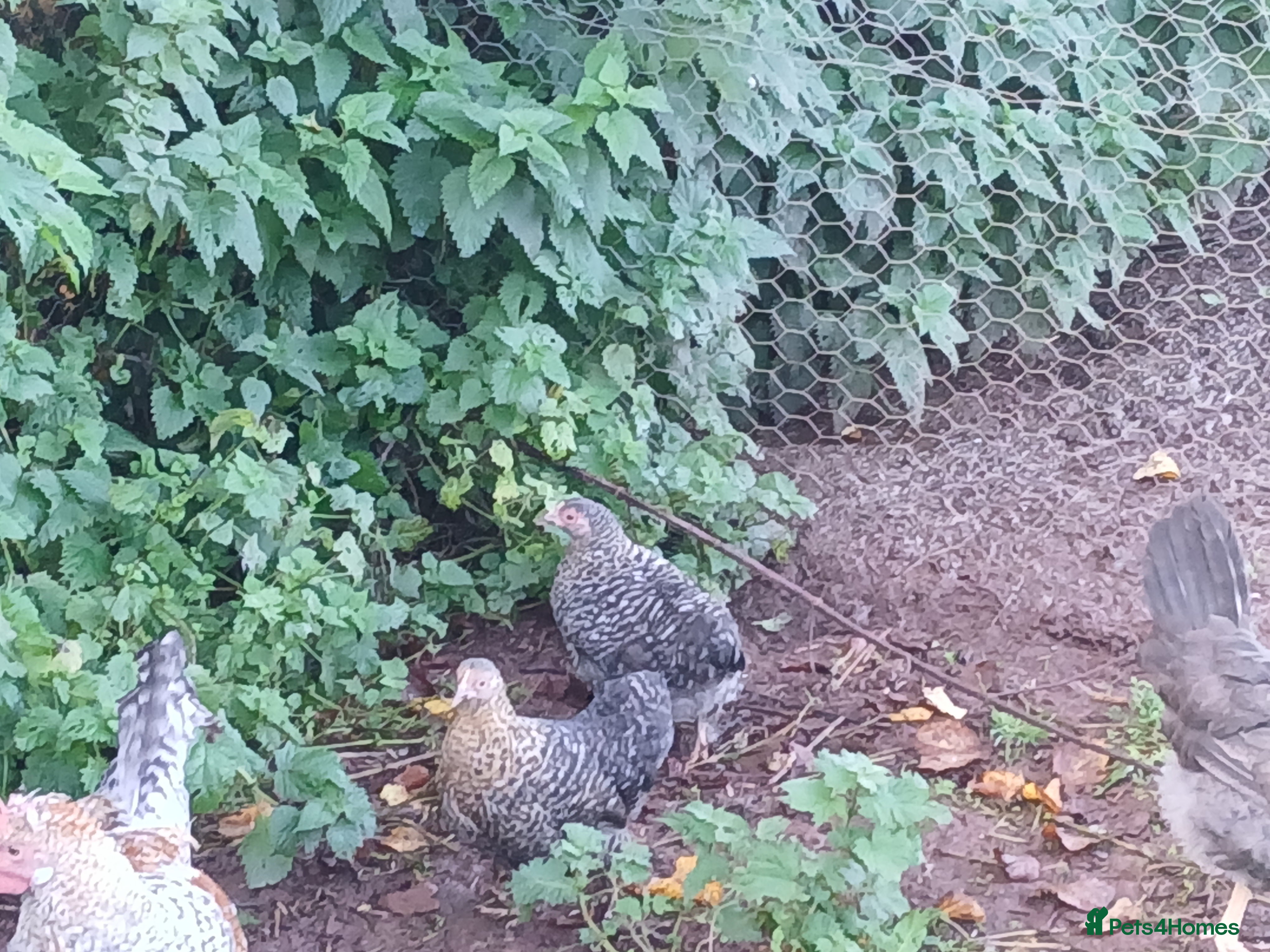 Chickens poultry Pekin bantams  - Advert 6