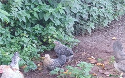 Chickens poultry for sale: Pekin bantams  - Advert 1