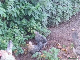 Chickens poultry Pekin bantams - Advert 1